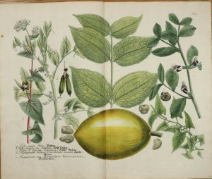 Broad bean (double page)