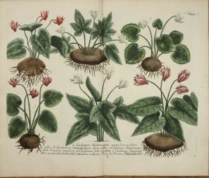 Cyclamen (double page)