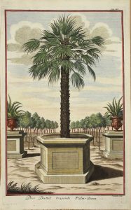 (Palm tree)