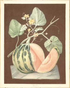 Polinac (Melon)