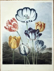 Tulips