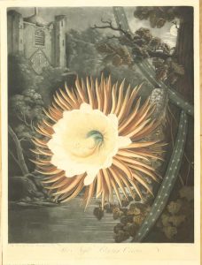 The Night-Blowing Cereus