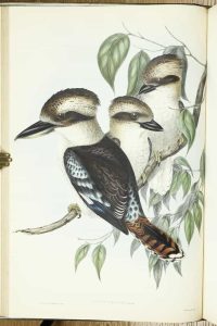 The Birds of Australia