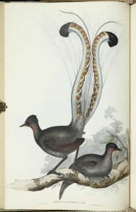 The Birds of Australia