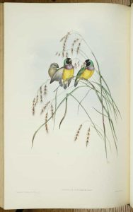 The Birds of Australia