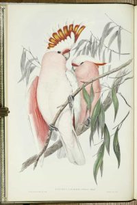 The Birds of Australia