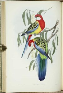 The Birds of Australia