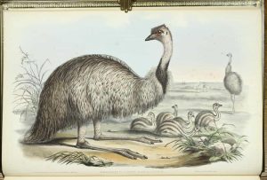 The Birds of Australia