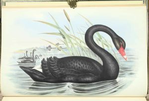 The Birds of Australia