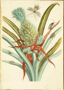 Pineapple with insects