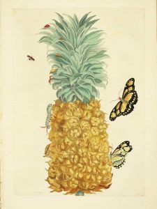 Pineapple with butterflies