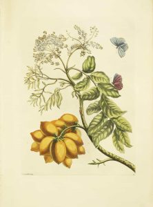 Yellow Mombin Plum Tree & Blue Moth