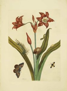 Red Amaryllis