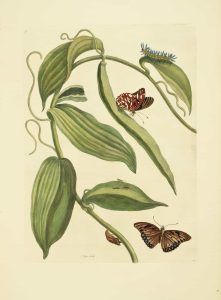 Vanilla Plant & pod