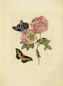 Cotton Rose with butterflies