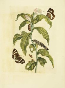 Tobacco Plant with Butterfly