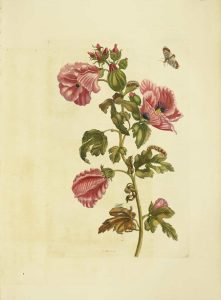 Hibiscus, Indian Sorrel