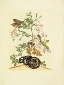 Jasmine with snake