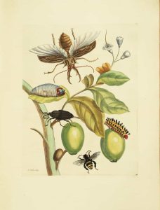 Tabrouba Tree with Stag, Capricorn & Herculo Beetles