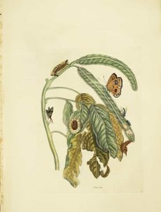 Pearly-eye Butterfly with Flies
