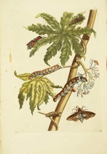 Papaya
