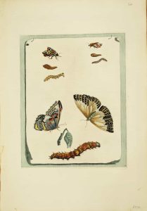 Heather Butterfly and Fly metamorphoses