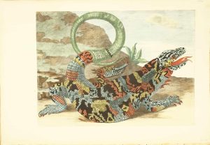 Lizard