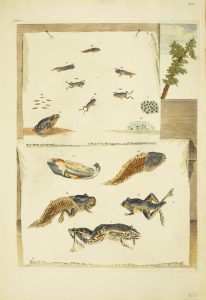Frog Metamorphoses