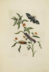 Wilde Plant/ Caterpillar