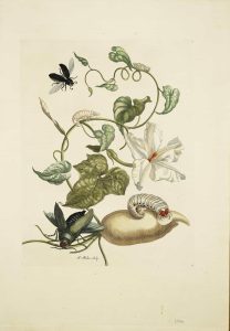 Potato with Large Horned Beetle